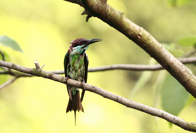 (蓝喉蜂虎)今天的南昌蓝喉蜂虎(亚成鸟)