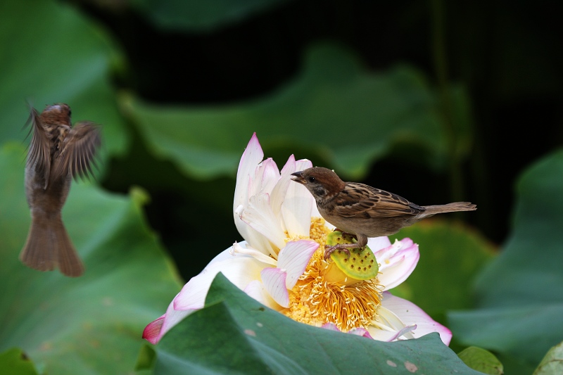 麻雀闹莲花