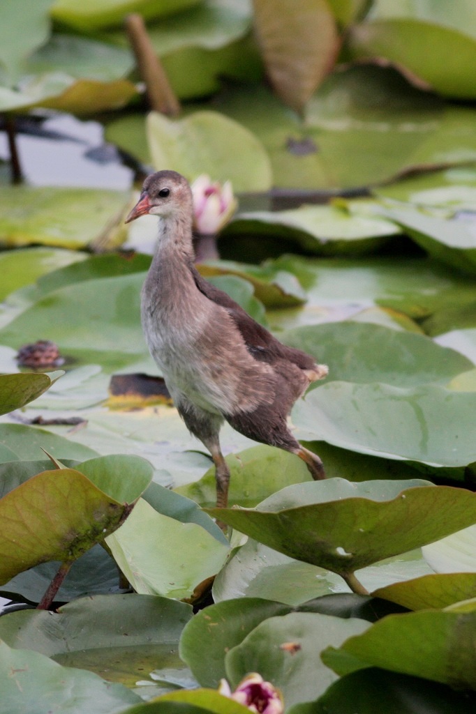 铃铛湖的小水鸡2