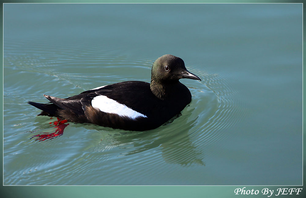 黑海鸠 cepphus grylle[black guillemot]