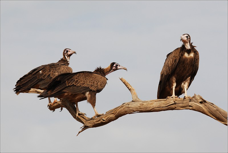 冠兀鹫秃鹫一次拍个够7页加新