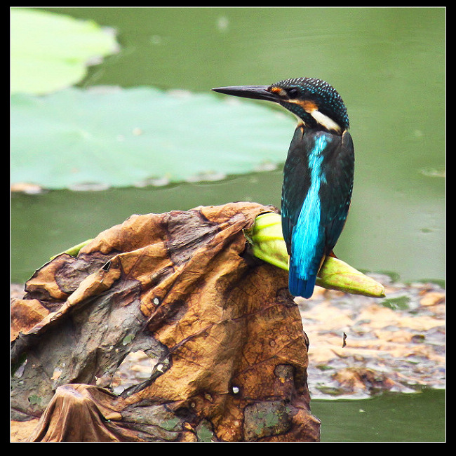 形态各异的小翠