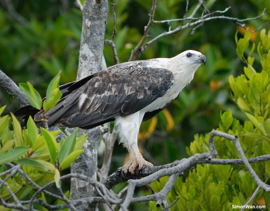 (白腹海雕)兰卡威之白腹海雕