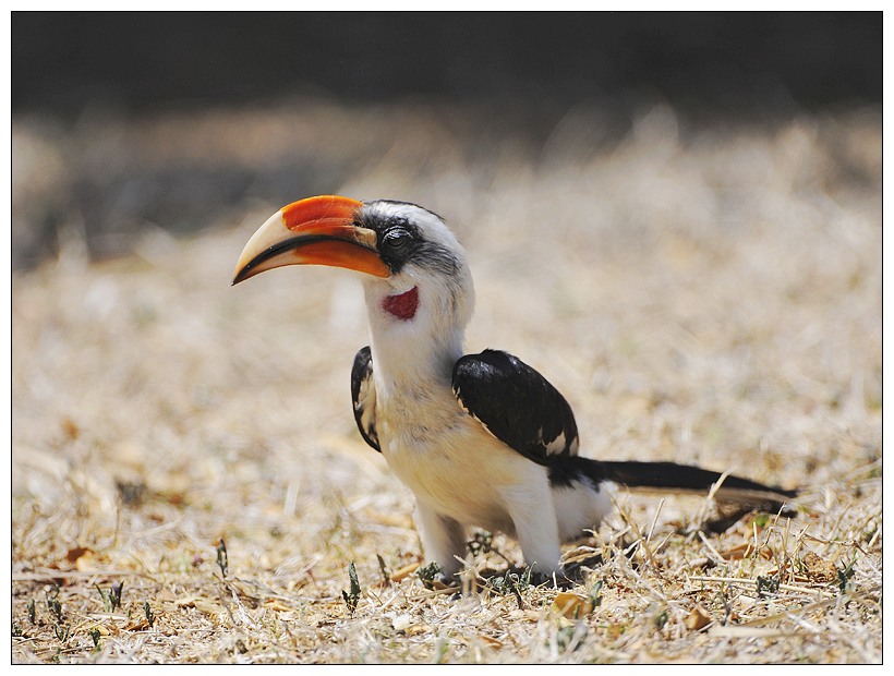 (灰颈鸨)再拍非洲鸟 303楼肯尼亚拍鸟攻略