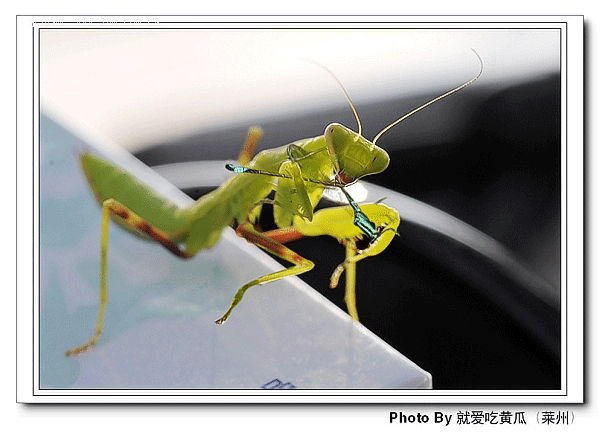 合成动画:【螳螂扑食】
