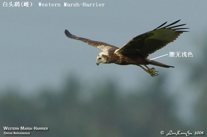 72795355.qjqDpCxX.WesternMarshHarrier01.jpg