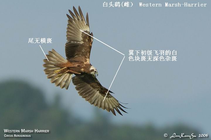 72795363.tAmBd2Ky.WesternMarshHarrier03.jpg