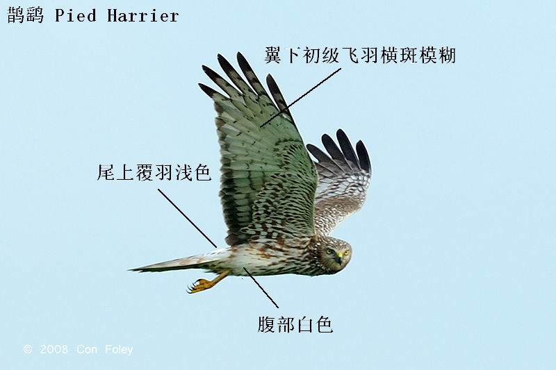 94411642.WPDjFPK6.HarrierPiedfemaleD30_0018.pbase.jpg