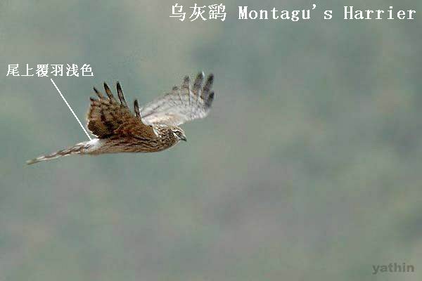 harrier2_yk.jpg