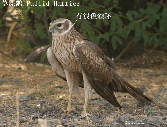 pallid_harrier_3a_nb.jpg