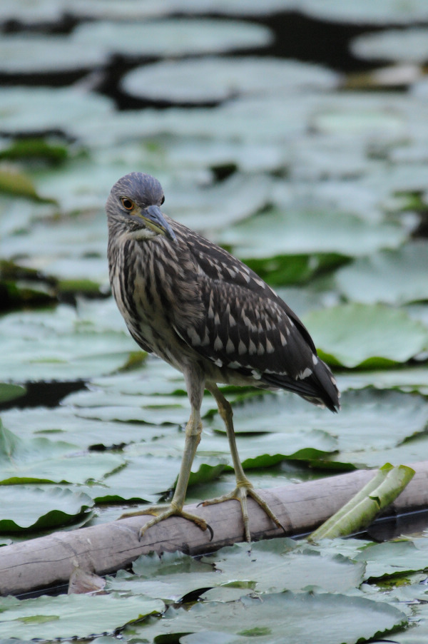 夜鹭雌鸟池鹭请各位大侠指点
