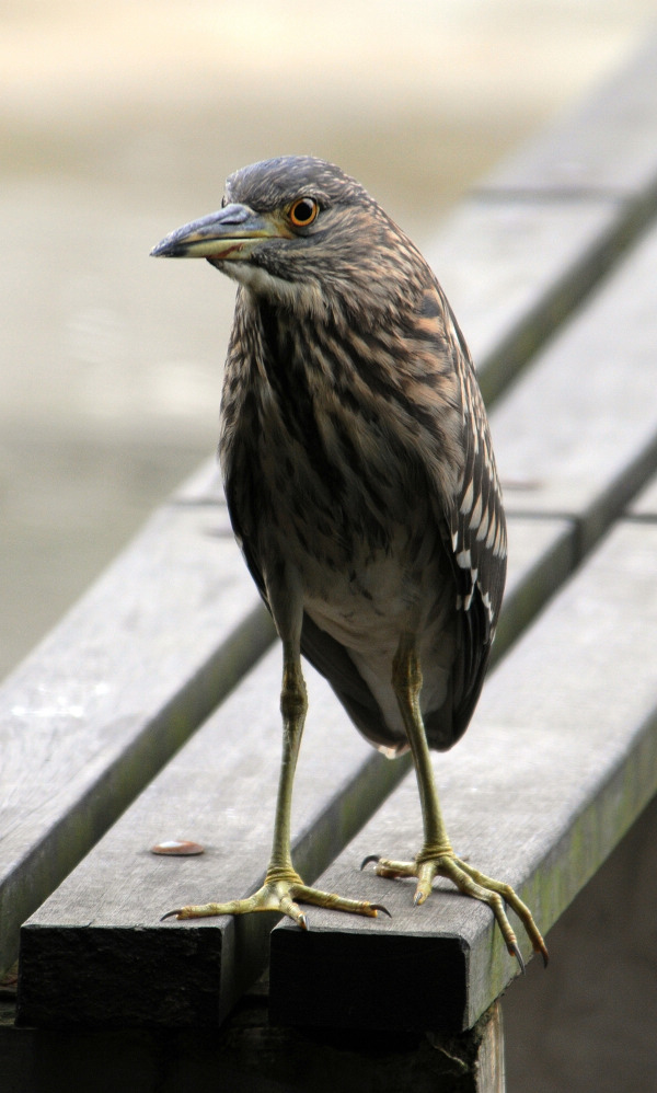 夜鹭雌鸟?池鹭?请各位大侠指点!