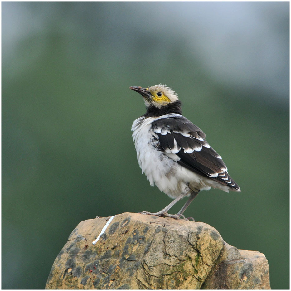 一组黑领椋鸟nikond300s试