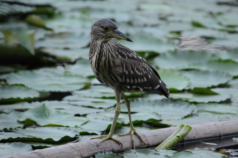 夜鹭雌鸟池鹭请各位大侠指点