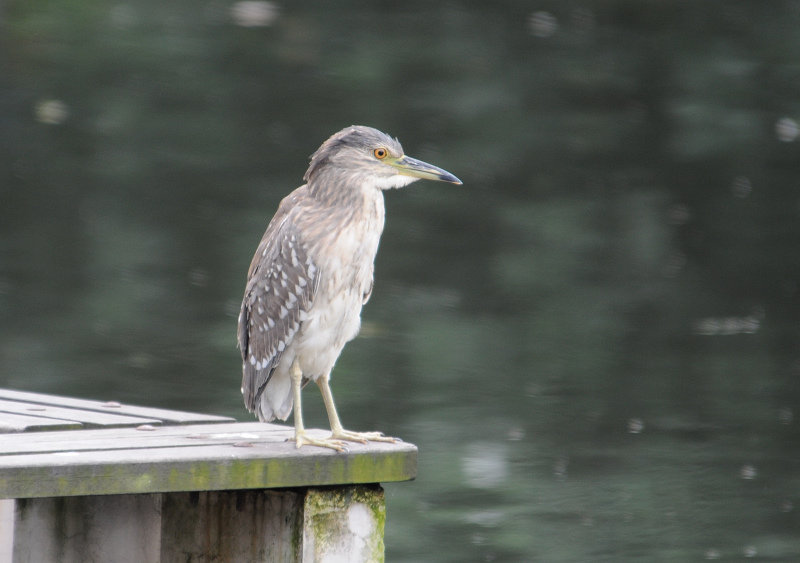 池鹭?请各位大侠指点!
