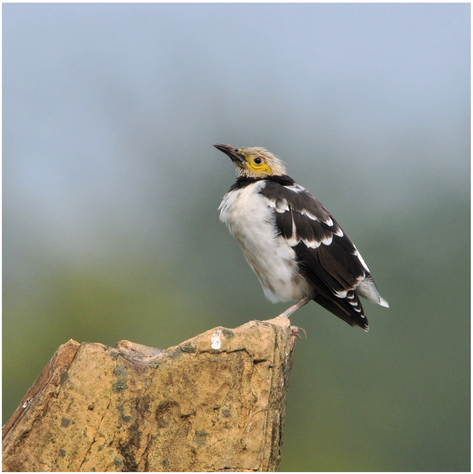 一组黑领椋鸟nikond300s试