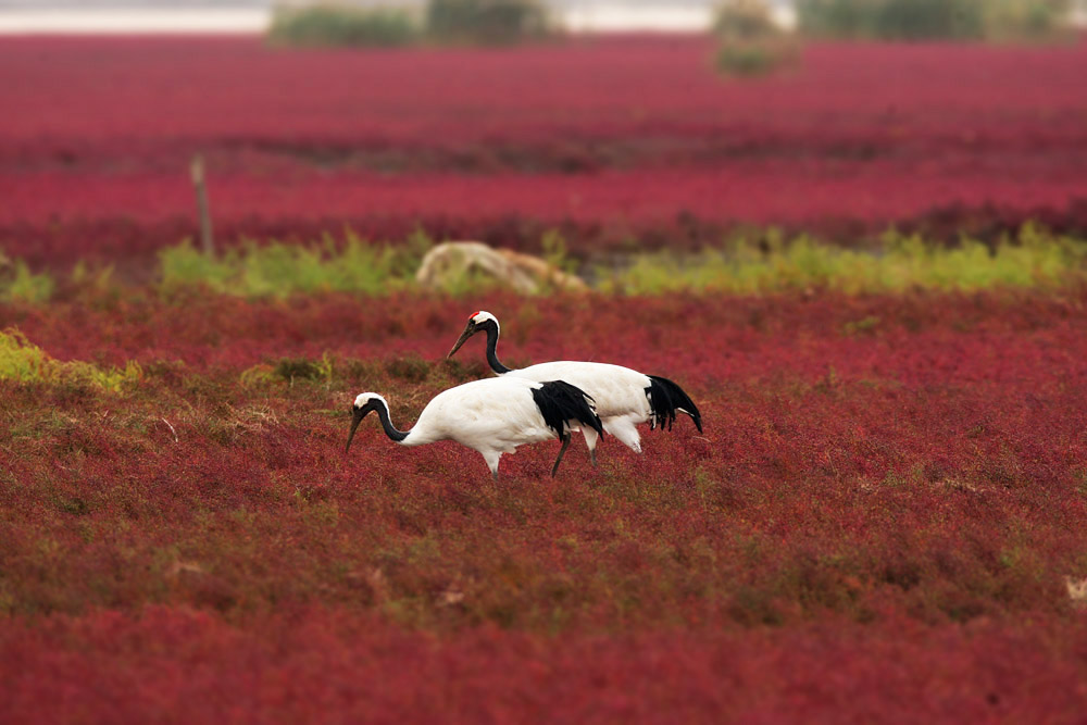 11页深秋红海滩上丹顶鹤
