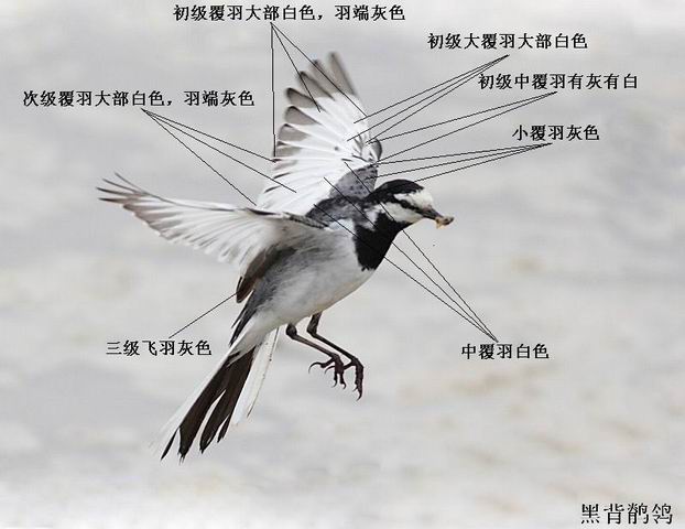 ������С 20080526061135.jpg