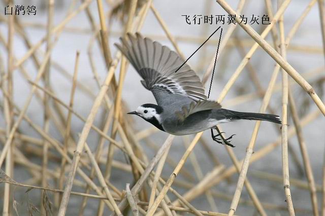 ������С 20090922_32576ec10c1849708cb4fuuJlXL5Moq1.jpg