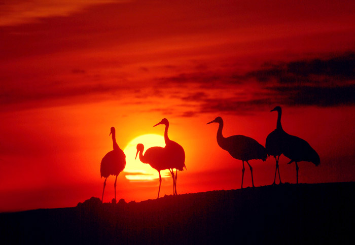 (丹顶鹤)丹鹤朝阳