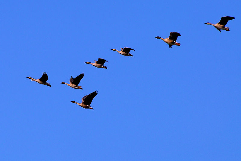 北方飞来的大鸿雁