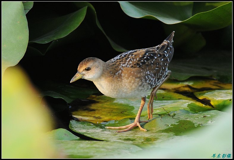 小田鸡旅顺的花田鸡