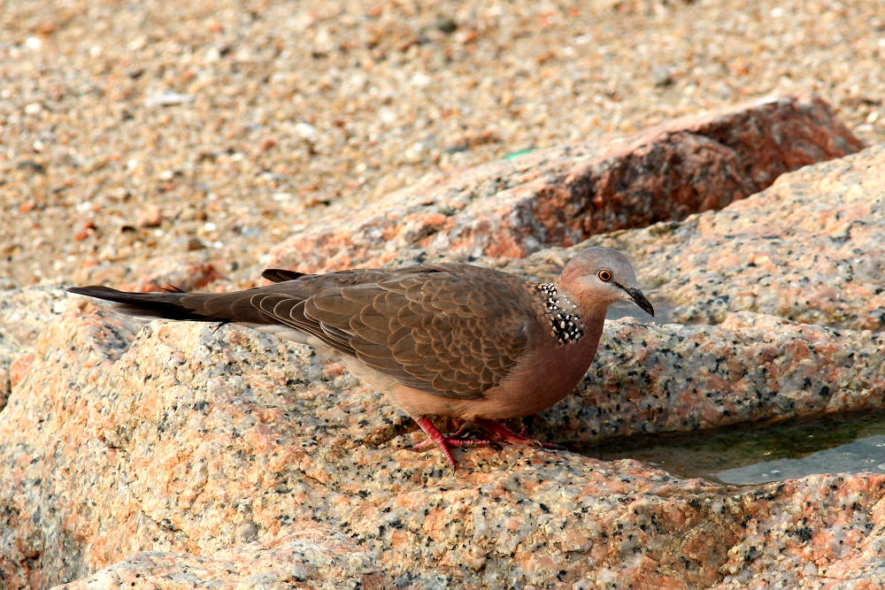 斑鳩找水喝