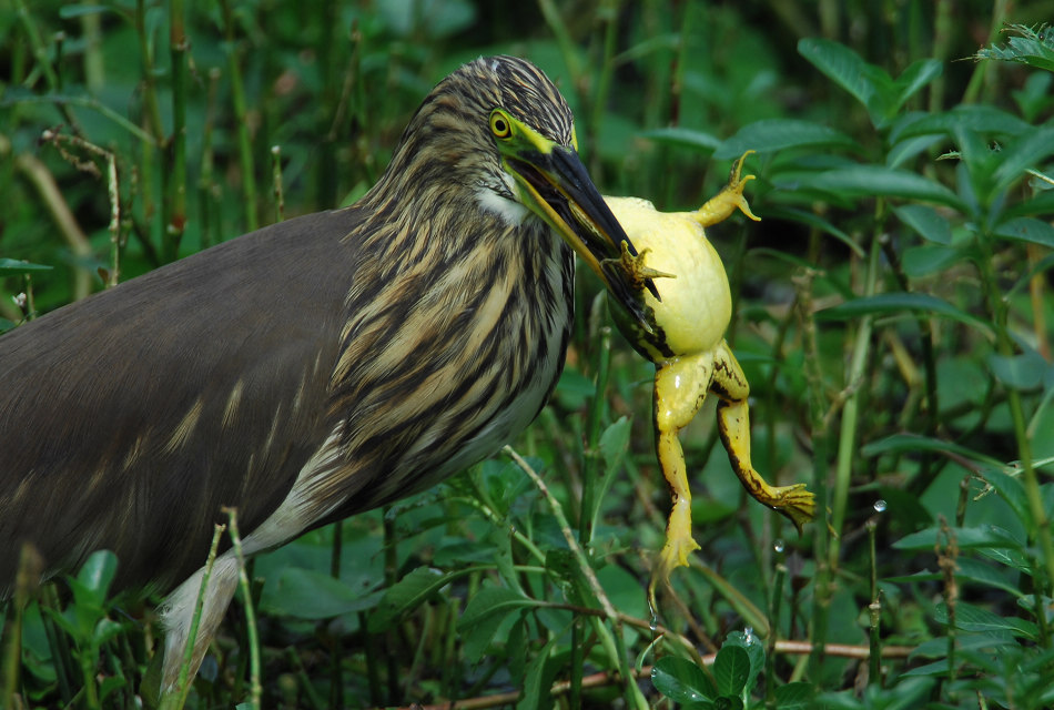 池鹭吃青蛙
