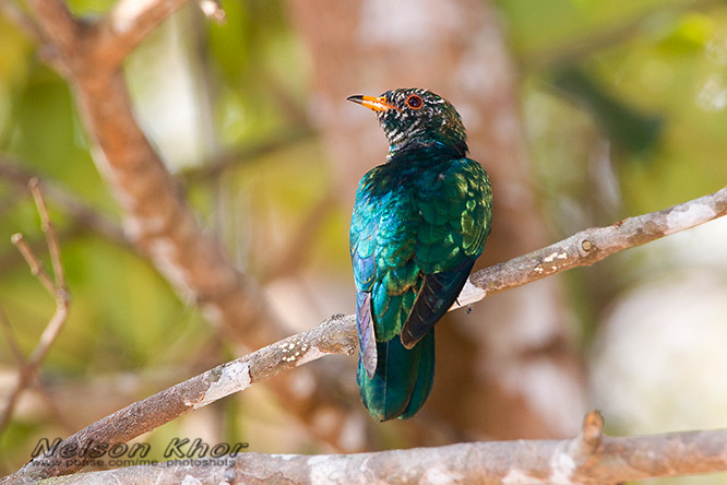 asian emerald cuckoo 翠金鵑 f8, iso400, 1/125s fill flash