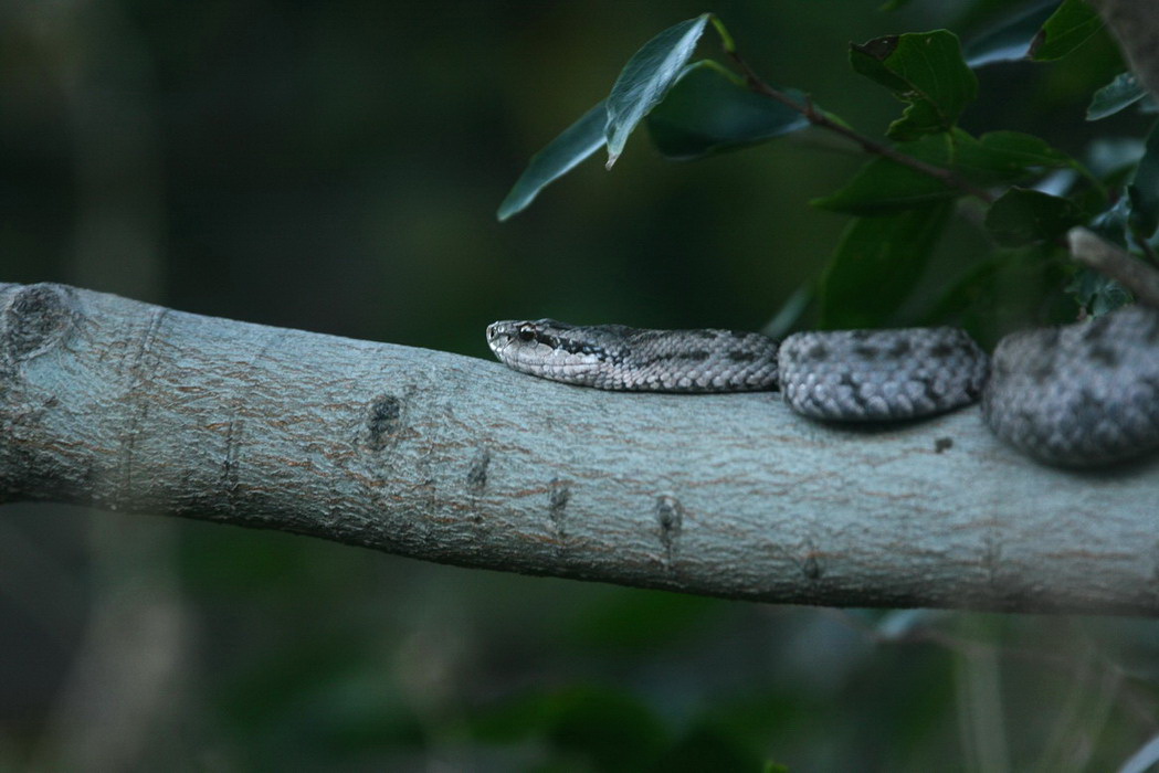 沈阳毒蛇图片