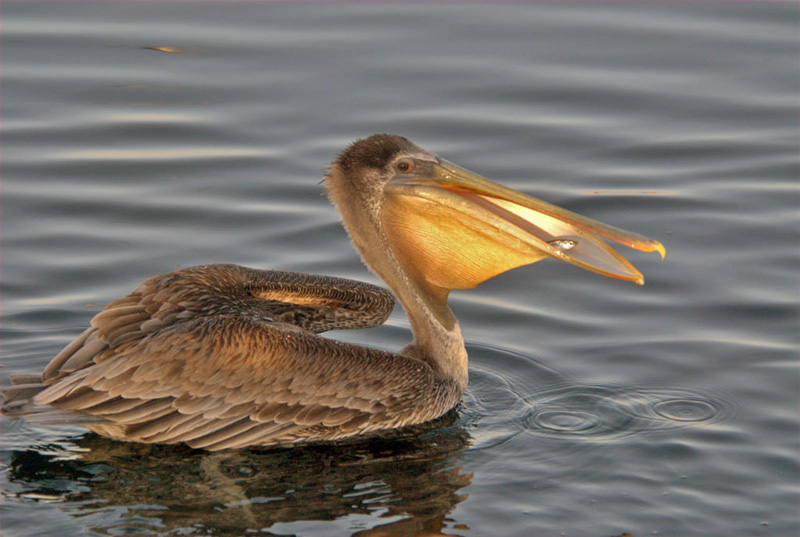 鹈鹕(brown pelican)
