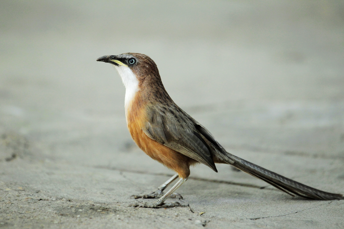 特有鸟 endemic bird