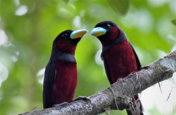 9月11日东马婆罗洲鸟类拍摄活动