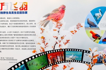 第九届“东方飞羽”野生鸟类生态摄影展在上海隆重开幕