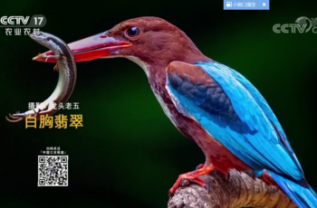 【2020-11-09】央视17频道《中国三农报道》片尾生态图片/视频公益展示