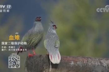 【2020-12-08】央视17频道《中国三农报道》片尾生态图片/视频公益展示