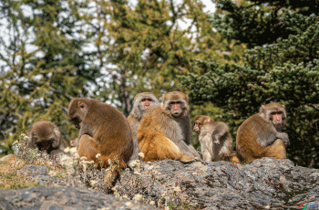 帕姆岭寺初见藏酉猴