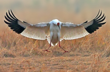 冬季稻田里的—《白鹤》