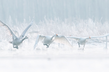 白天鹅-狂欢在冬季