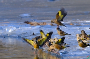 抱团喝水的金翅雀