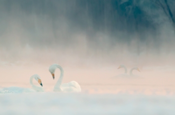 白天鹅--雾茫茫 情漫漫