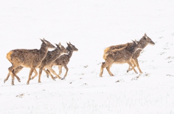 《风雪前行--白唇鹿》---- 祝贺荣获野生动物首页精华！