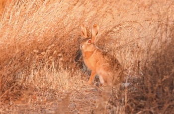 春日野兔
