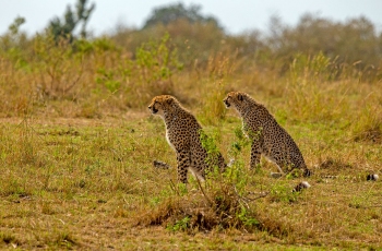 东非草原上的猎豹（祝贺佳作荣获首页动物精华）