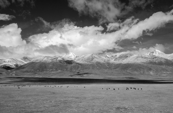 藏北大地-------- 祝贺荣获黑白影像精华！