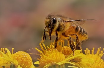 小蜜蜂【贺获昆虫微距精华！】