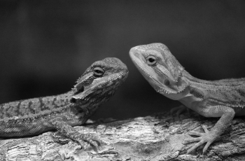 蜥蜴 (三)---- 祝贺老师作品荣获黑白影像精华！