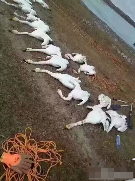 ��Ҫ���ţ����ɹ�����ֻ��켯������
