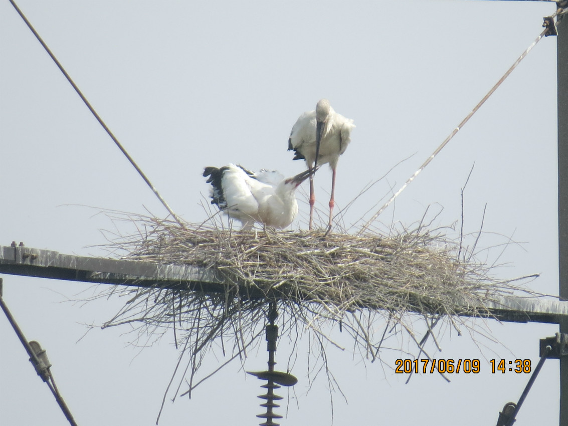�ƺ��뺣�ڶ������ٷ�ֳ��ɣ��ִ���ʷ�¸�