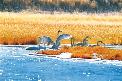 营造好环境 留住白天鹅——探寻冬日格尔木周边湿地野生种群栖息的踪迹